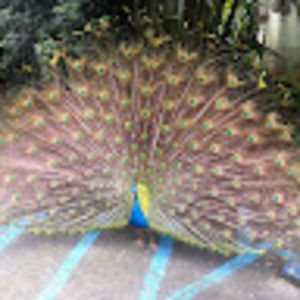 Meet your Posher, Lincoln